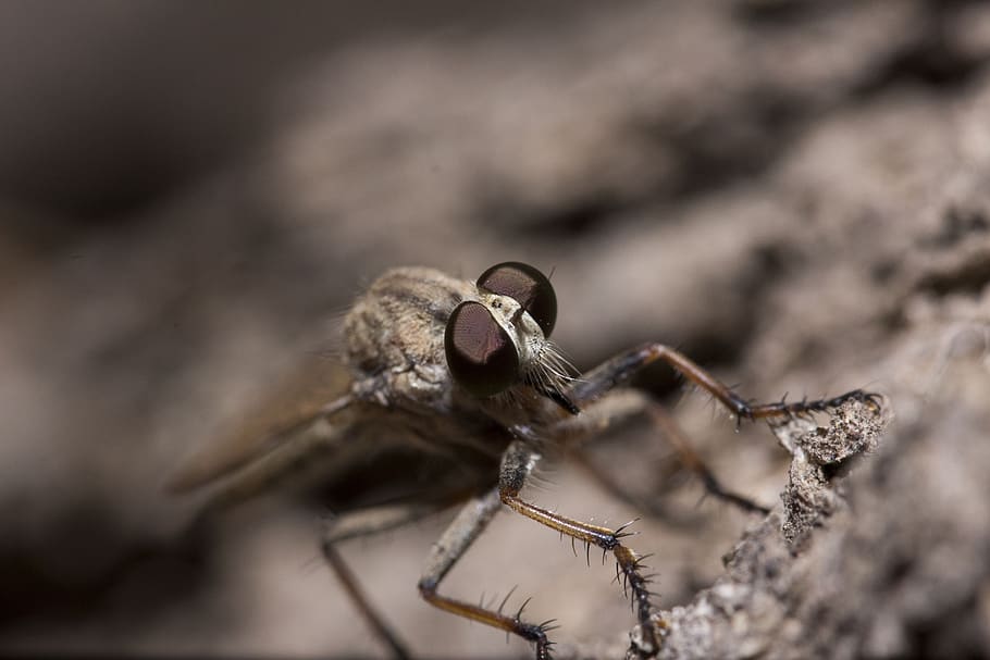 macro, robber fly, closeup, animal themes, one animal, animal wildlife HD wallpaper