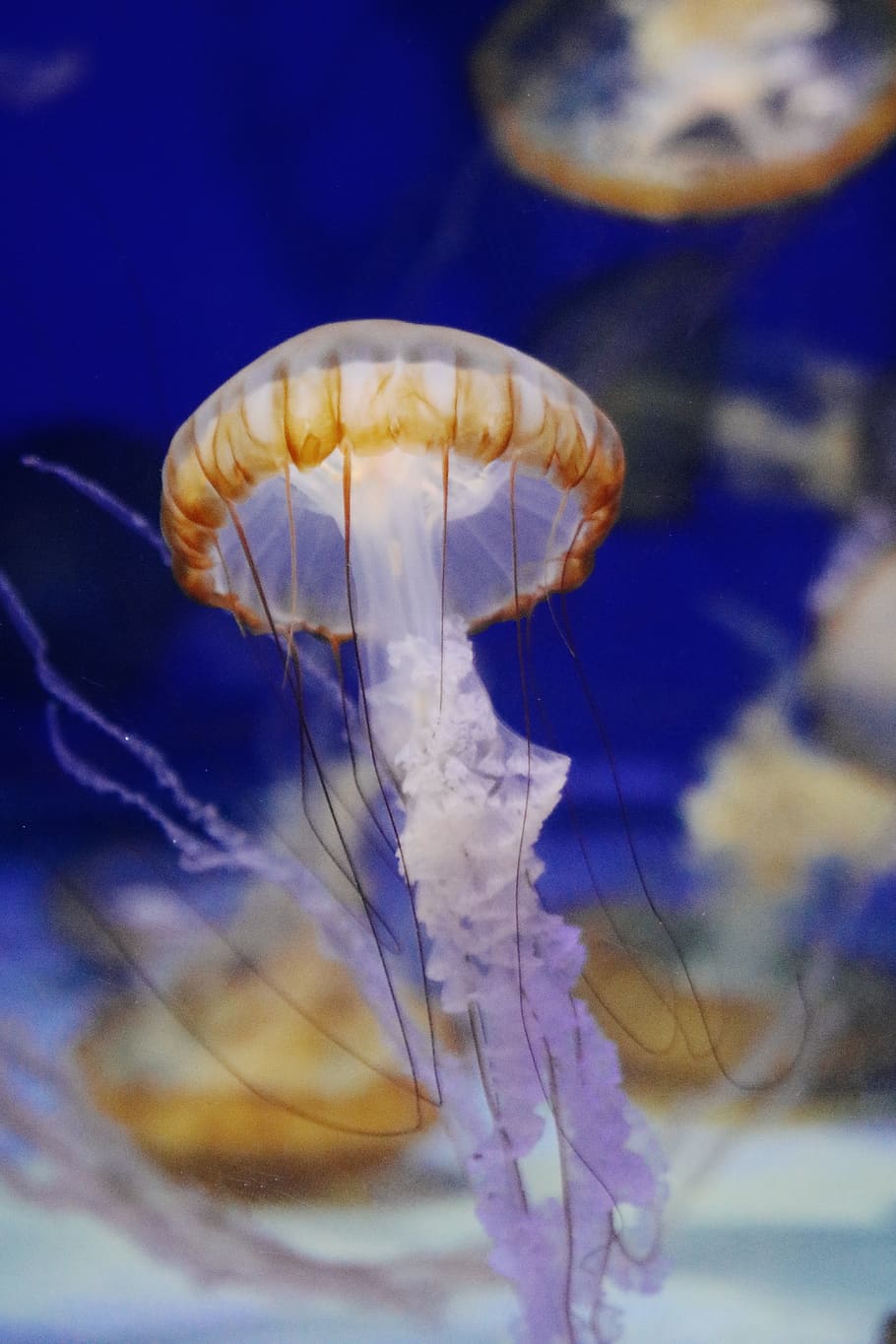 brown and white jellyfish, animals in the wild, animal themes HD wallpaper