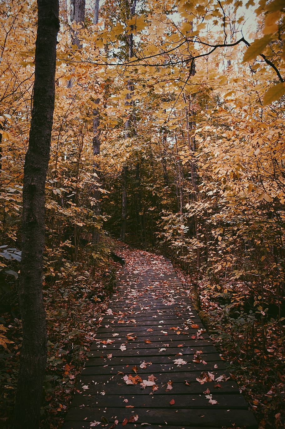 forest, leaves, fall, trees, autumn, change, plant, nature HD wallpaper