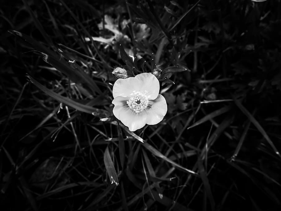 united states, cherry hill, spring, flower, bw, black and white, HD wallpaper