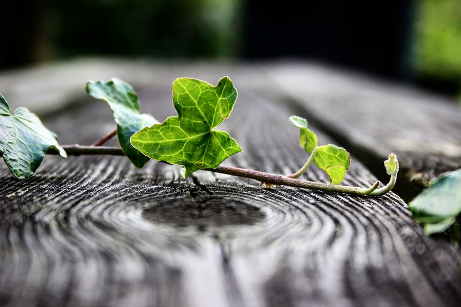 plant, bench, closeup, perspective, nature, outdoor, green HD wallpaper