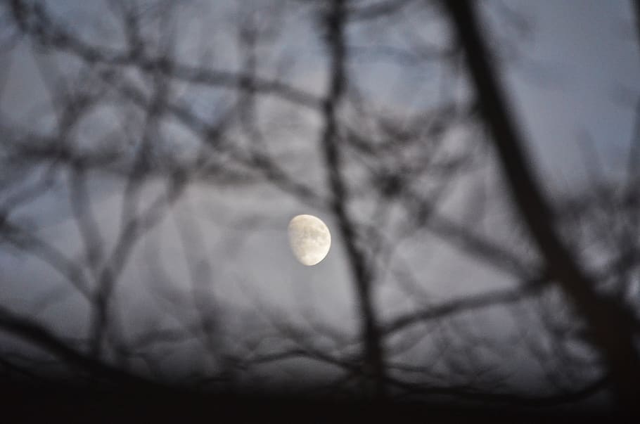 germany, leipzig, moon, tree, night, sky, full moon, beauty in nature HD wallpaper
