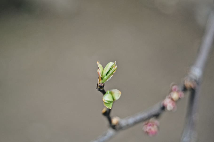 life, tree, leaves, spring, happy, macro, nature, plant, growth HD wallpaper