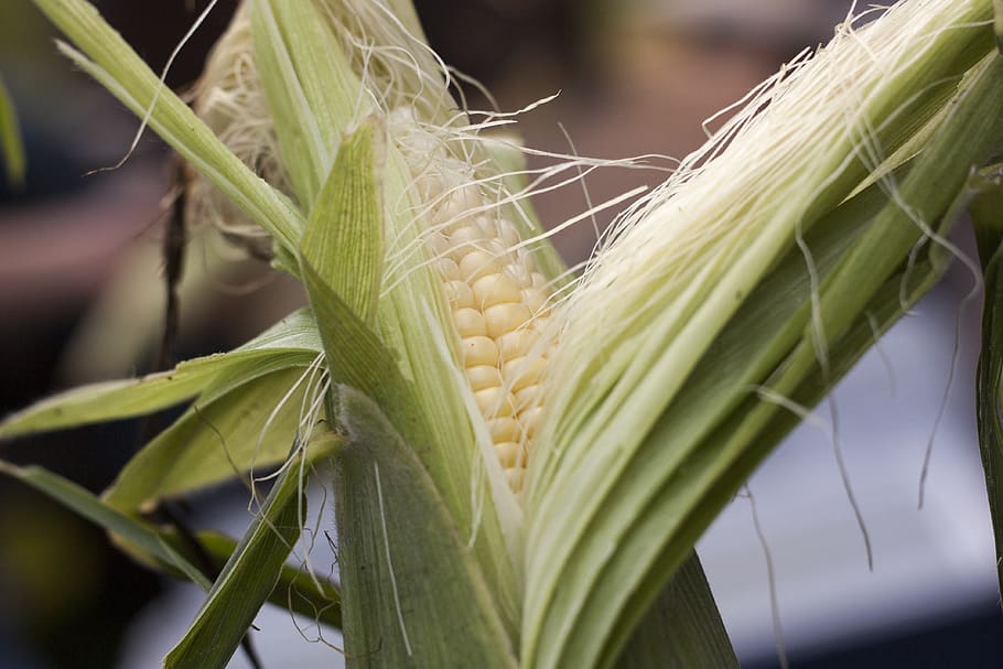sweetcorn, summer, maize, cob, kernel, yellow, vegetable, ripe HD wallpaper
