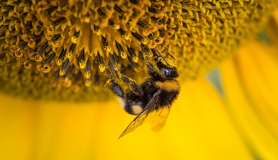Shallow Focus Photography of Honeybee, bloom, blossom, blur, close-up HD wallpaper