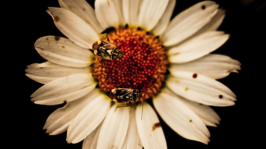 Two Flies on White Daisy Flowers, bees, flowering plant, petal HD wallpaper