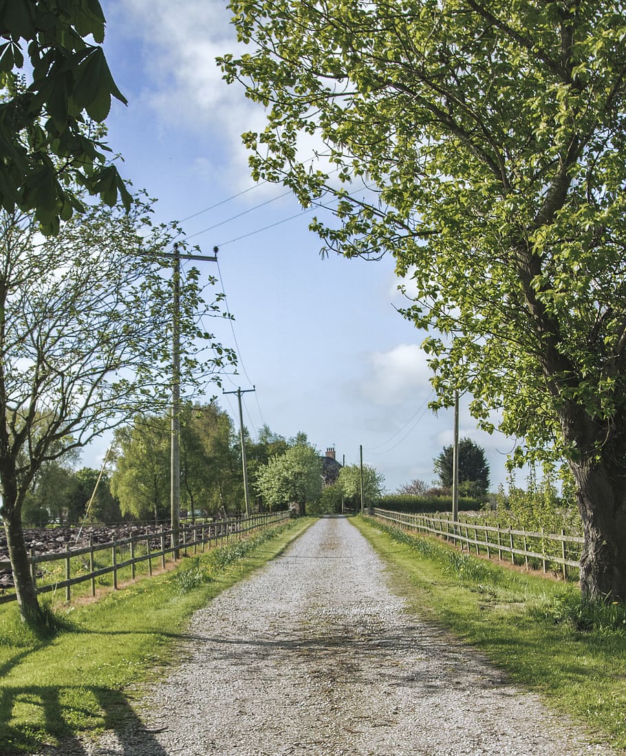 empty dirt road at daytime, outdoors, gravel, path, plant, plants HD wallpaper