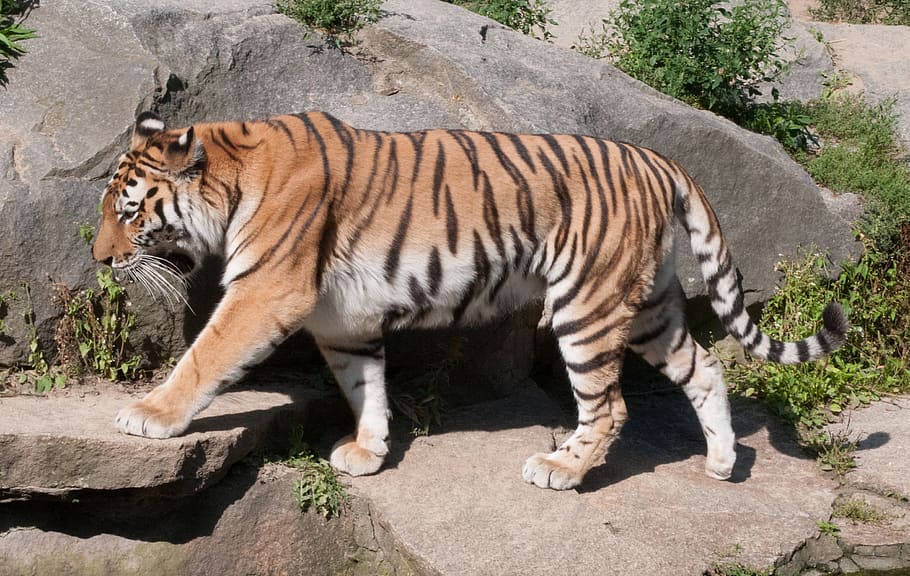 germany, berlin, tiger, cat, animal themes, mammal, feline HD wallpaper