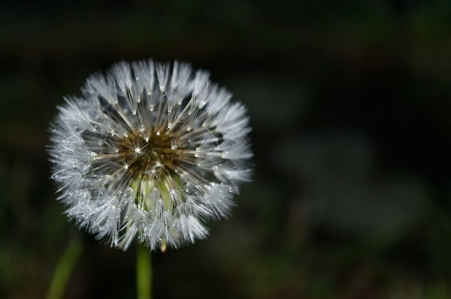 dandelion, rain, wet, water, flower, nature, plant, close up