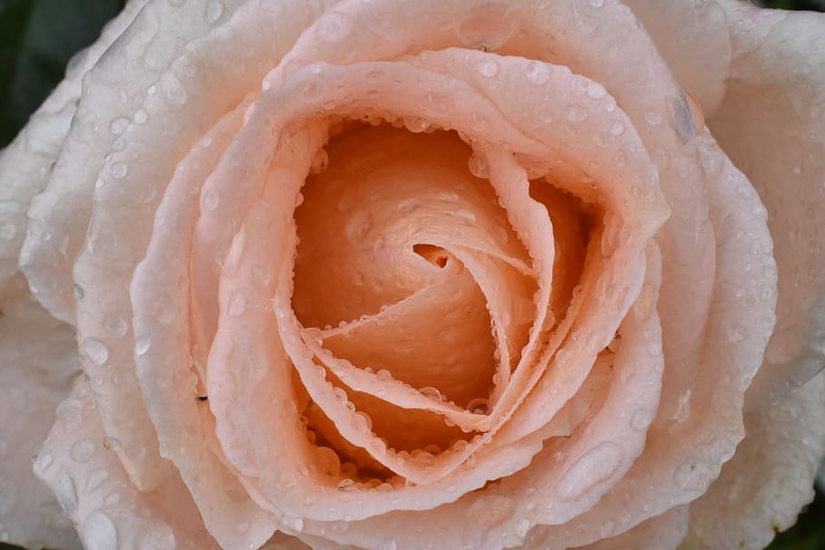 rose, large, rain, drops, water, macro, nature, wet, color HD wallpaper