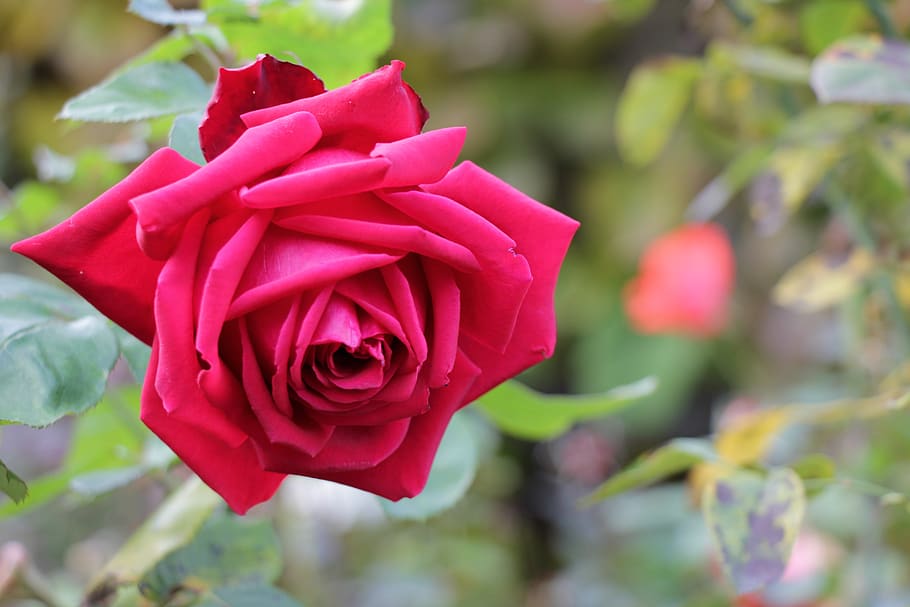 rose, flower, red, nature, flowers, flora, garden, beauty, love HD wallpaper