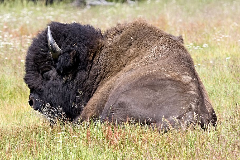 bison, buffalo, lying down, nature, wild, mammal, prairie, wyoming HD wallpaper