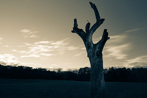 brown tree trunk during dusk, switzerland, flora, plant, conifer HD wallpaper
