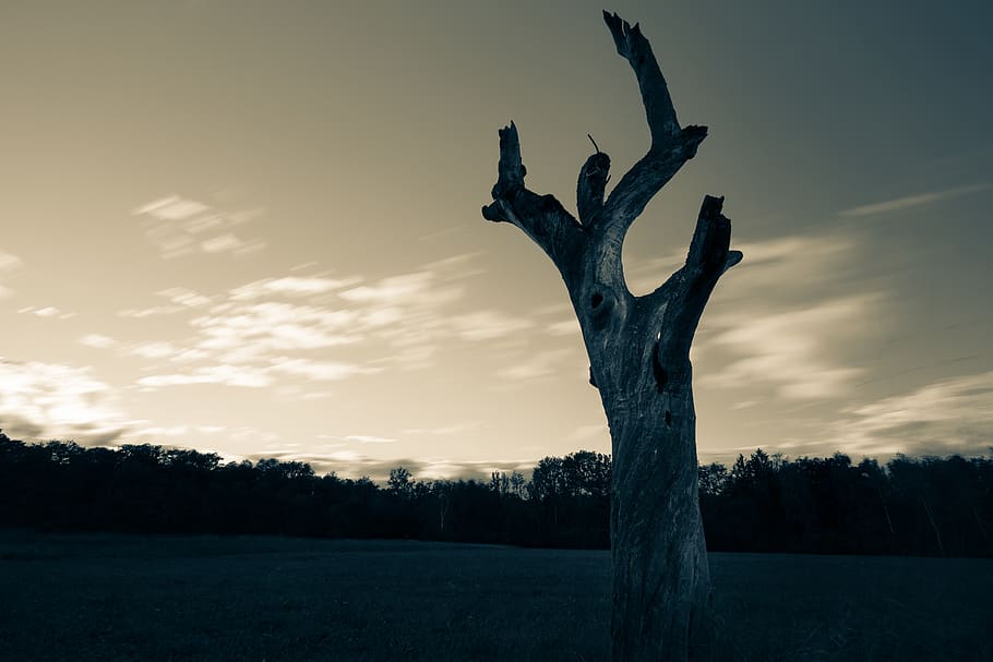 brown tree trunk during dusk, switzerland, flora, plant, conifer HD wallpaper