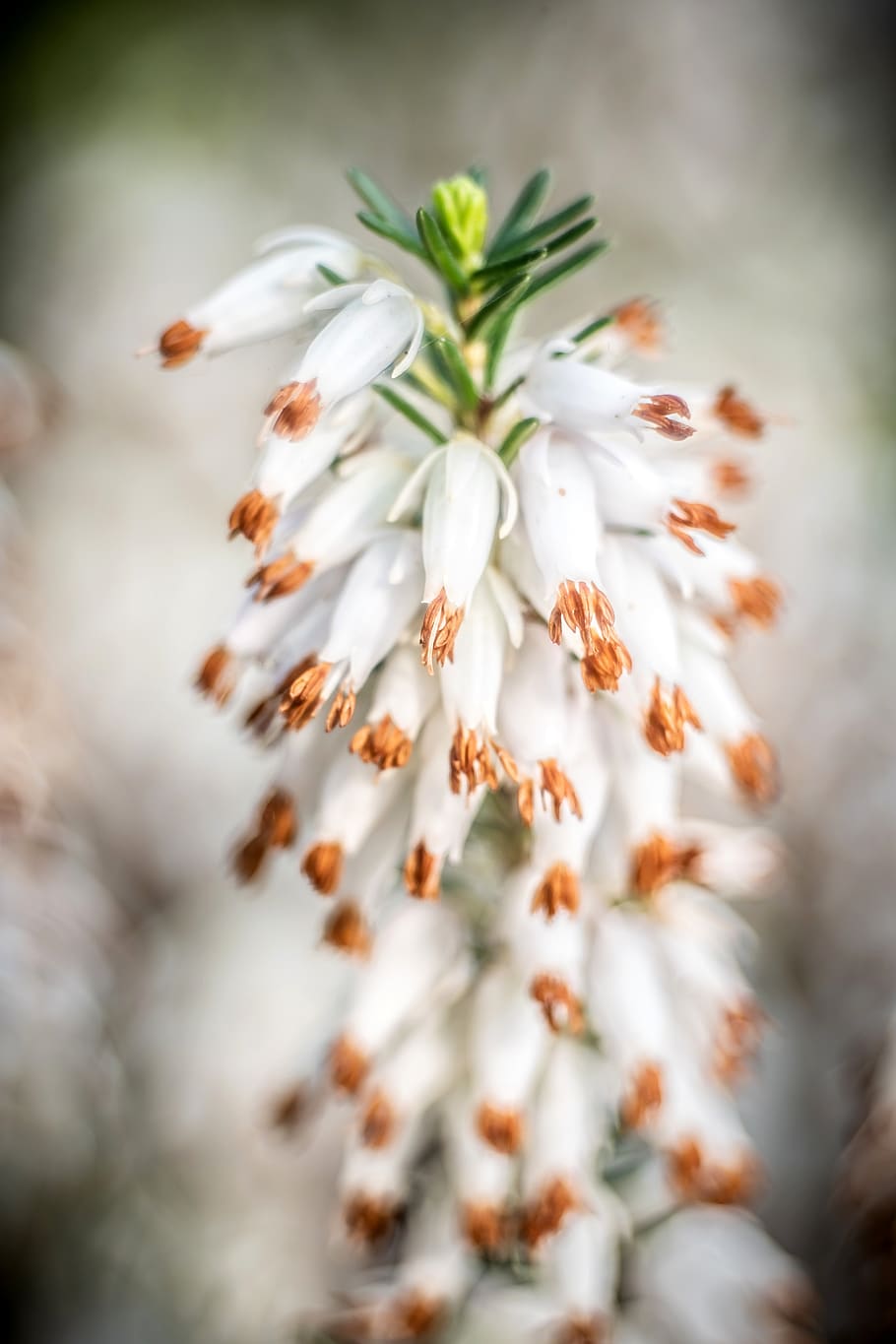 erica, white, flower, spring, plant, garden, pink, macro, meadow HD wallpaper