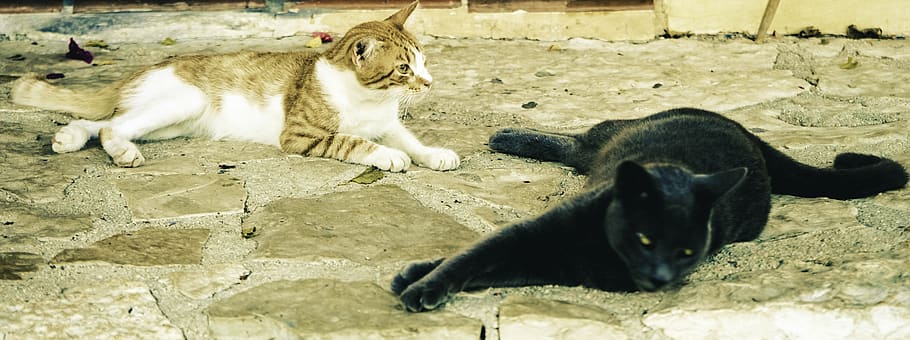 greece, lefkada, summer, fun, time, cat, sleep, relax, play HD wallpaper