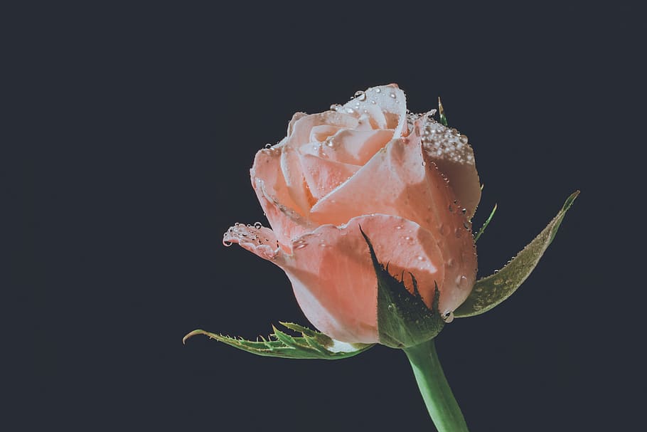 Pink Rose, beautiful, black background, bloom, blooming, blossom HD wallpaper