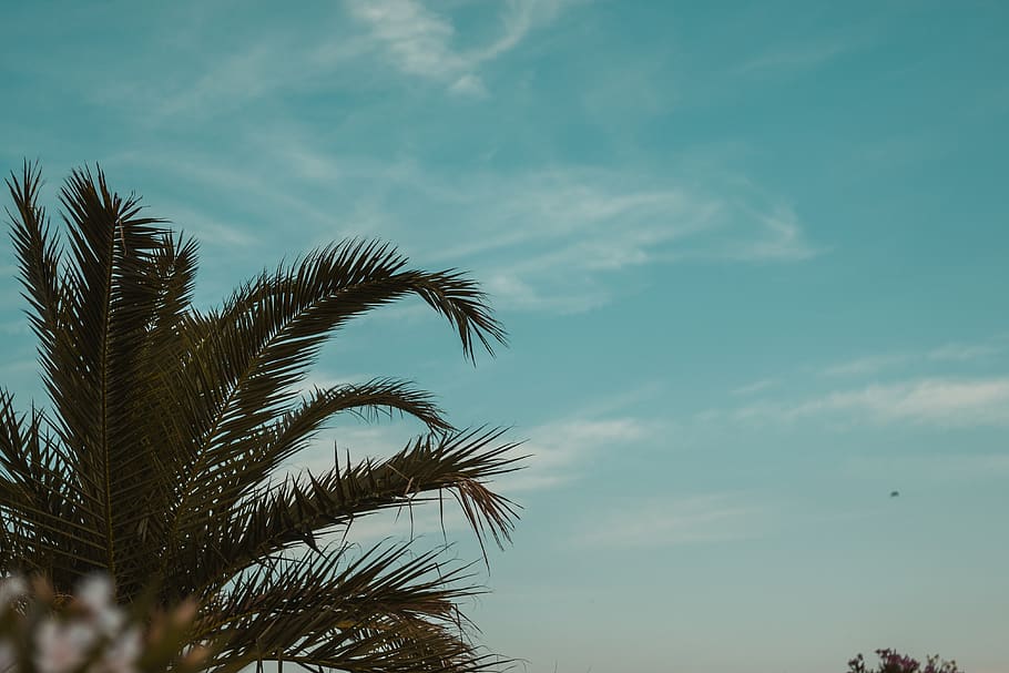 plant, tree, arecaceae, palm tree, nature, outdoors, silhouette HD wallpaper