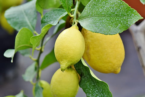 lemon, lime, lemon tree, citrus fruit, vitamins, healthy, nutrition HD wallpaper