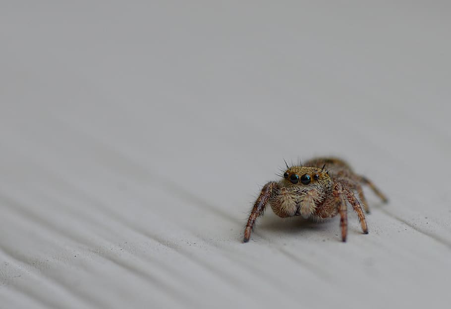 brown jumping spider on white surface, animal themes, animal wildlife HD wallpaper