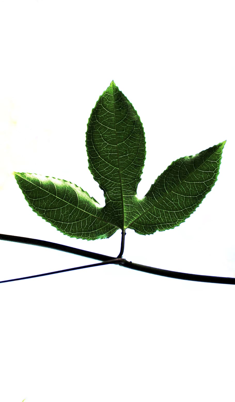 green leaf on branch, plant part, studio shot, nature, green color HD wallpaper