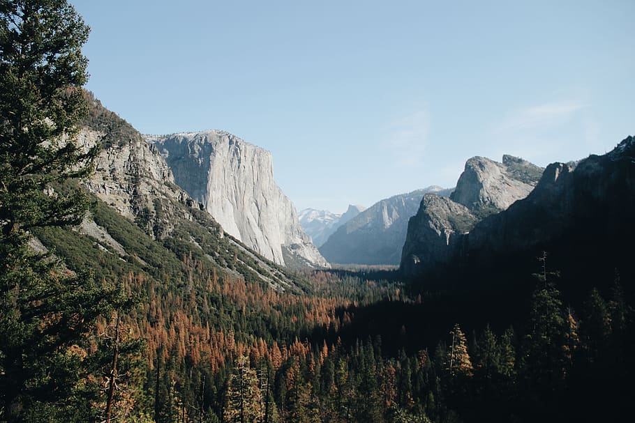 green pine trees field under gray sky, nature, yosemite valley HD wallpaper