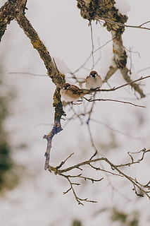 two white birds perched on tree, animal, sparrow, anthus, finch HD wallpaper