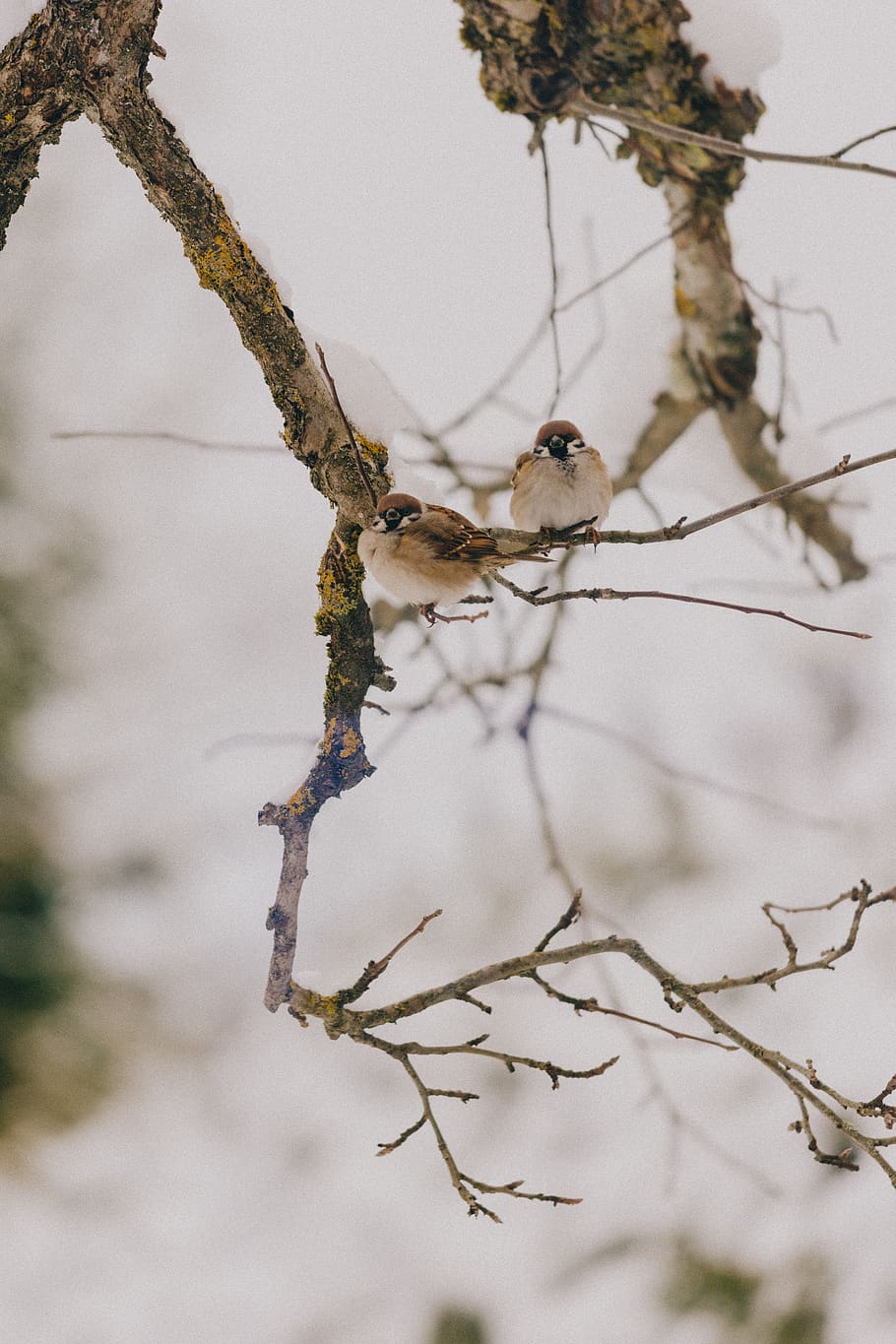 two white birds perched on tree, animal, sparrow, anthus, finch HD wallpaper