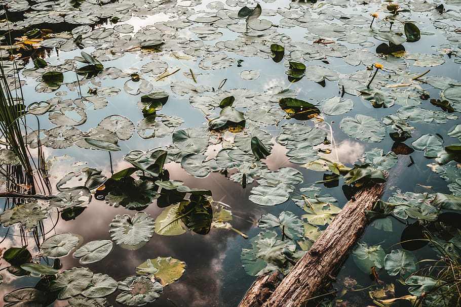 water lilies, lake, pond, blossom, bloom, flower, nature, aquatic plant, HD wallpaper