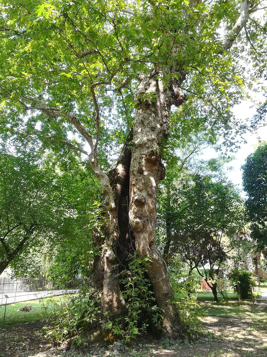 tree, plant, tree trunk, garden, outdoors, green, nature, broken HD wallpaper