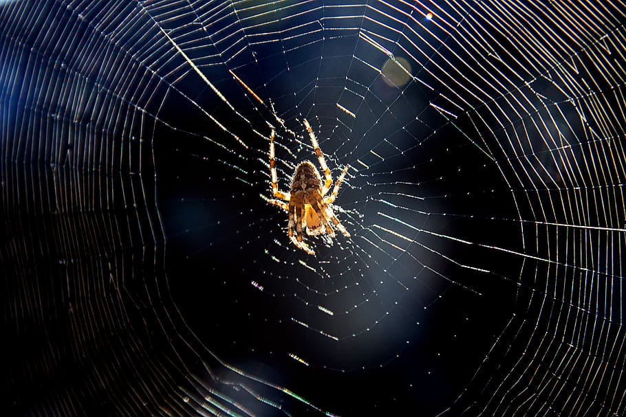 spider, cobweb, insect, nature, case, creepy, close up, macro HD wallpaper