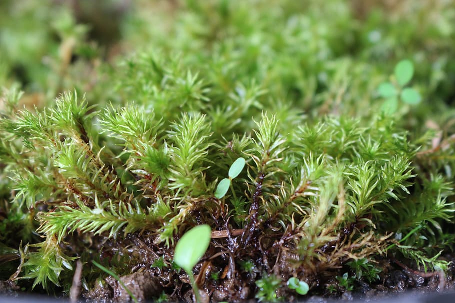natural, green, moss, growth, plant, green color, beauty in nature HD wallpaper