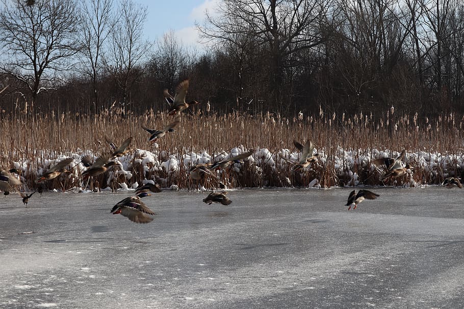 frozen, nature, cold, snow, ice, winter, water, landscape, ducks HD wallpaper