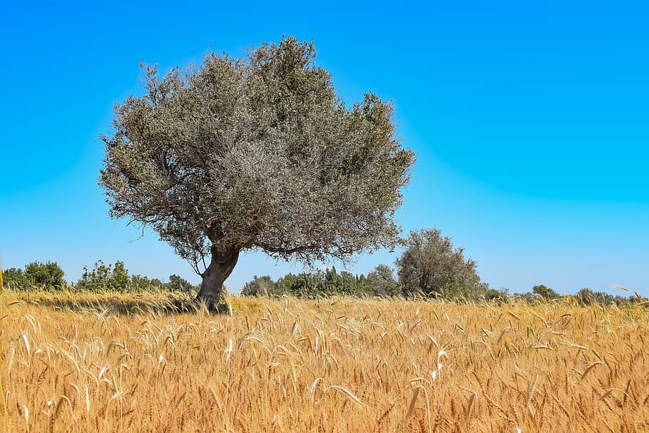 nature, tree, landscape, sky, field, spring, countryside, scenery HD wallpaper