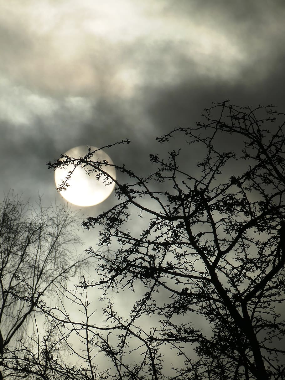 clouds, sun, nature, trees, weather, sky, plant, cloud - sky HD wallpaper