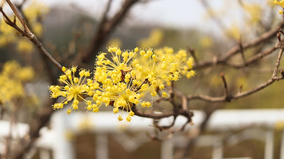 cornus, fruit, wood, cornus flower, flowers, yellow, plant HD wallpaper