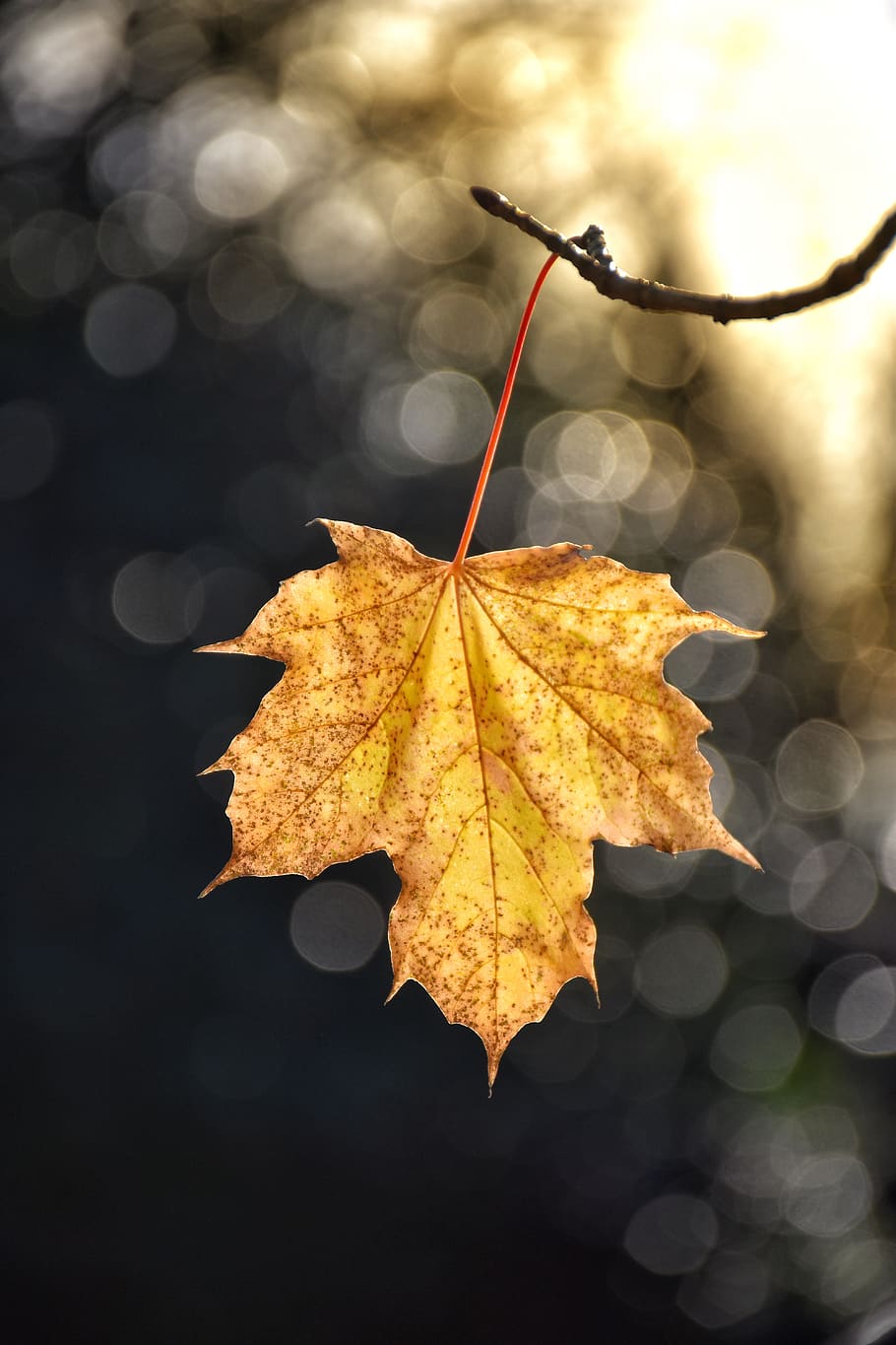 maple leaf, autumn, plant part, change, close-up, nature, focus on foreground HD wallpaper