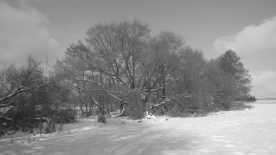 tree on snow field, winter, nature, blizzard, outdoors, storm HD wallpaper