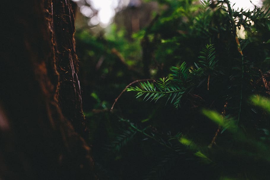 green, leaf, plant, nature, forest, wood, blur, tree, land HD wallpaper