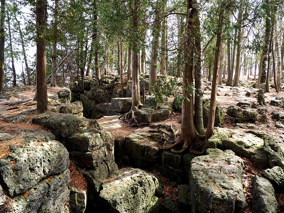 forest, rocks, green, spring, tree, plant, land, tranquility HD wallpaper