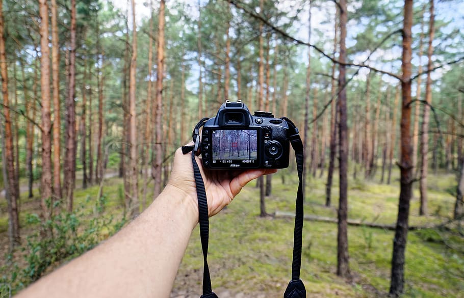 Person Showing Black Dslr Camera in Forest, blur, digital camera HD wallpaper