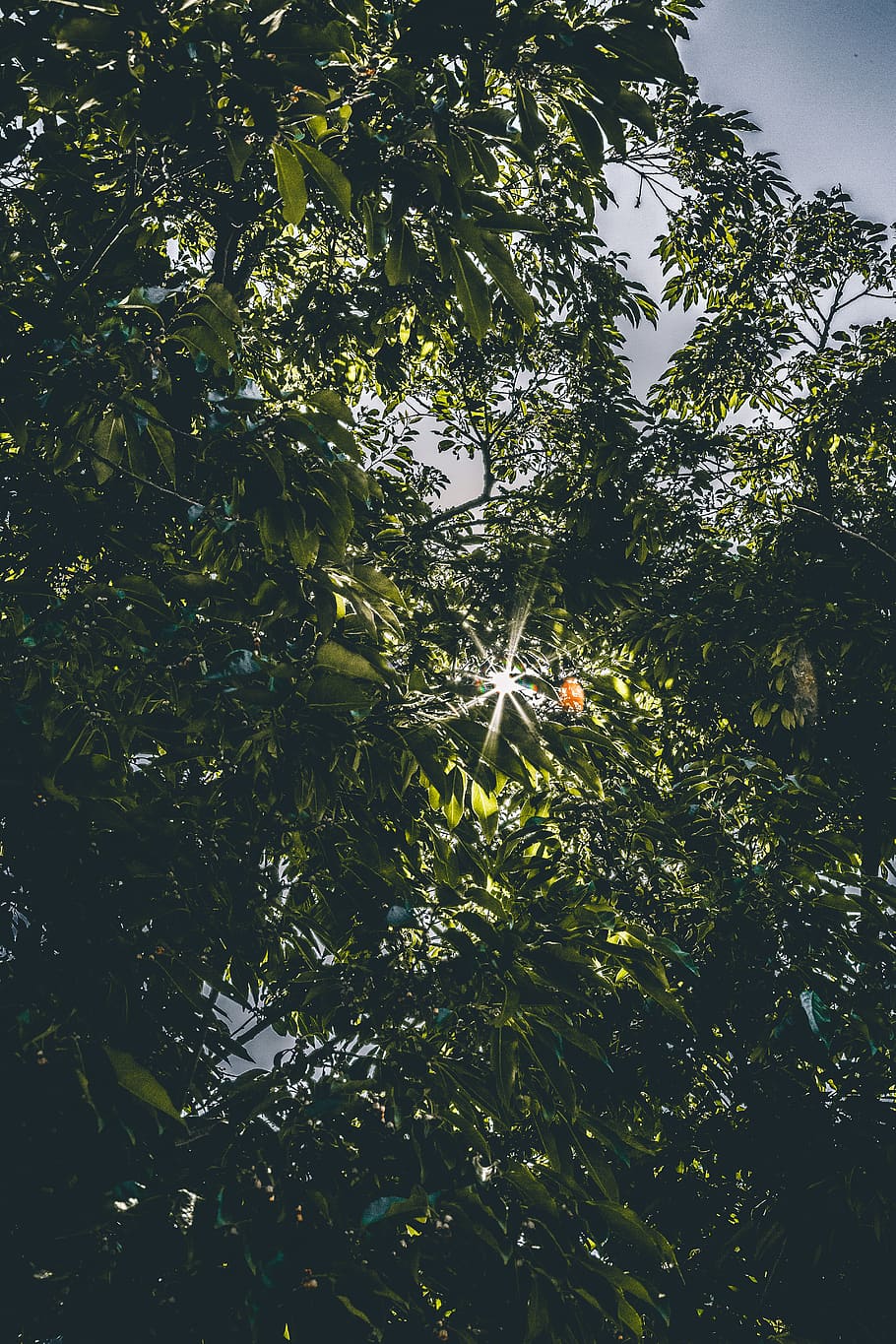 Worms Eye Photography of Green Leafed Tree With Sunlight, bright HD wallpaper