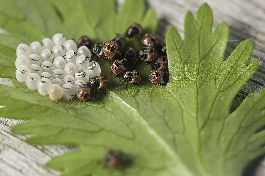 Black and Brown Insect, bugs, close-up, eggs, hatch, insect eggs HD wallpaper
