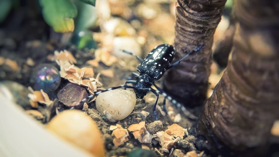 beetles, insect, plant, green, pets, selective focus, close-up HD wallpaper