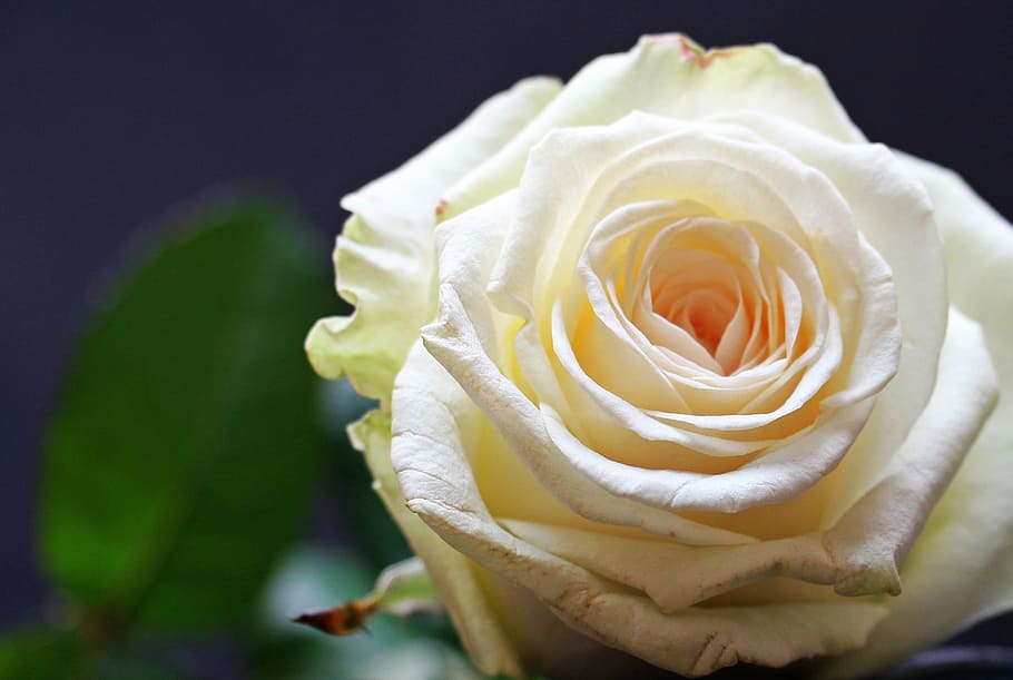 rose, macro, fresh, flower, nature, fragrance, garden, blooming HD wallpaper