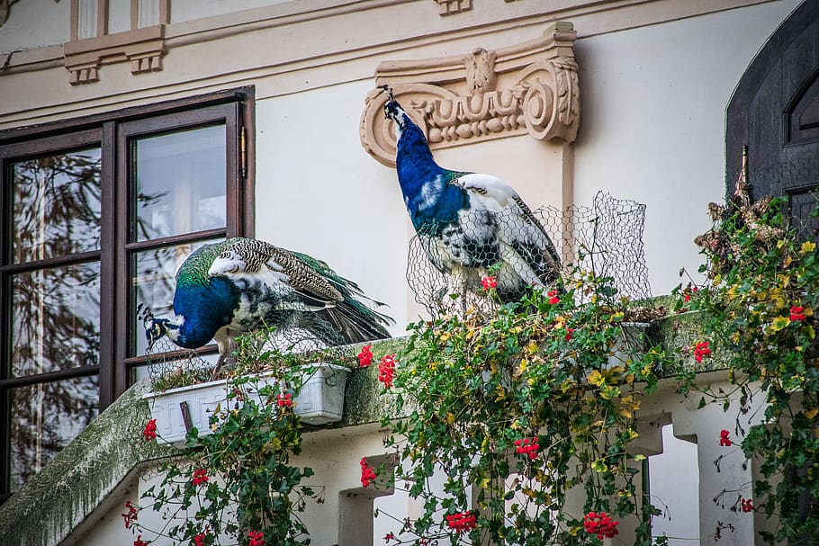 peacock, castle, architecture, park, facade, historically, built structure HD wallpaper