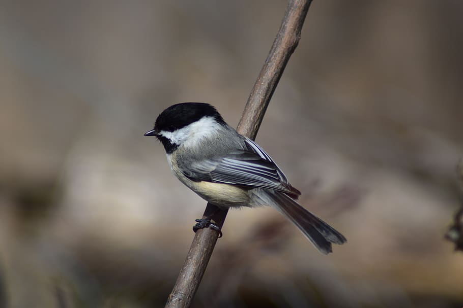 chickadee, bird, nature, wildlife, perched, outdoors, branch HD wallpaper