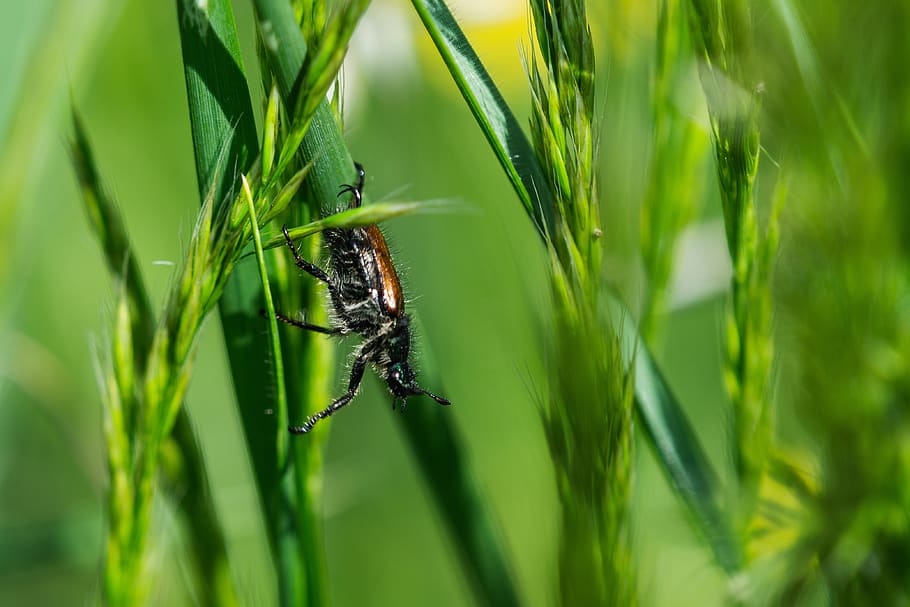 beetle, hairy, macro, insect, nature, flying, close up, small HD wallpaper