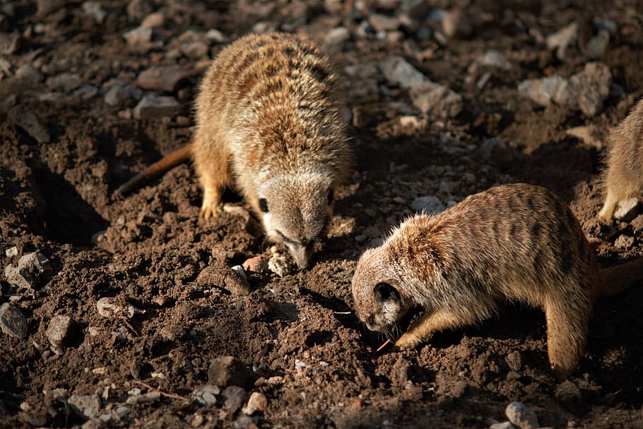 animels, focus, sand, erde, buddeln, background, zoo, natur HD wallpaper