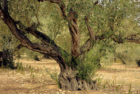 olive tree, olives, nature, plantation, agriculture, mediterranean HD wallpaper